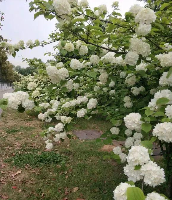 乐鱼中华木绣球高端花草地栽栽种着花成簇很合适天井！(图4)